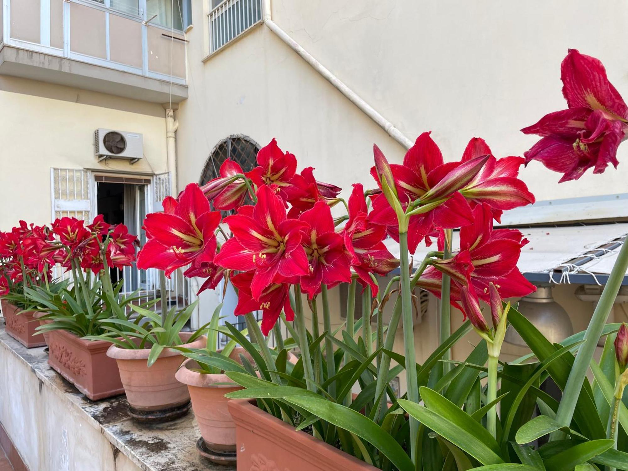 Il Giglio Rosso Apartment Napoli Bagian luar foto